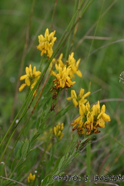 Genista germanica