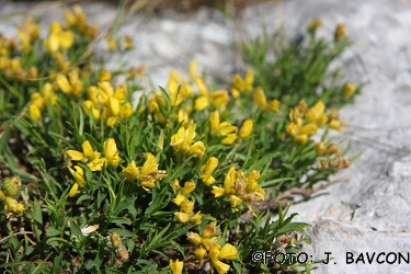Genista holopetala