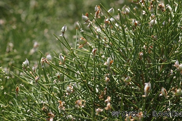 Genista radiata