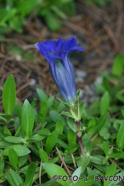 Gentiana acaulis