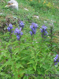 Gentiana asclepiadea