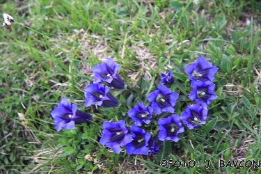 Gentiana clusii