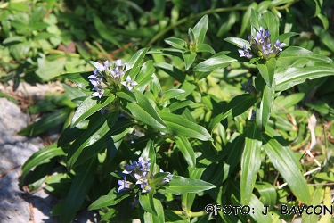 Gentiana cruciata