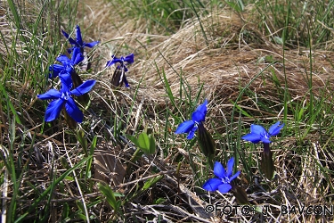 Gentiana verna subsp. tergestina