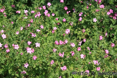 Geranium macrorrhizum