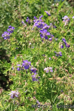 Geranium pratense