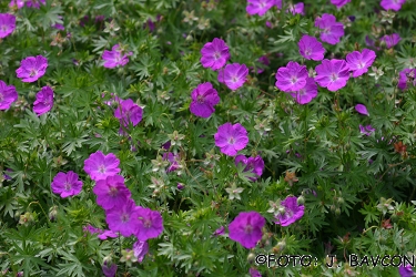 Geranium sanguineum