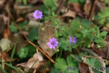 Geranium sylvaticum