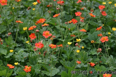 Geum coccineum