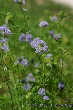 Gilia capitata