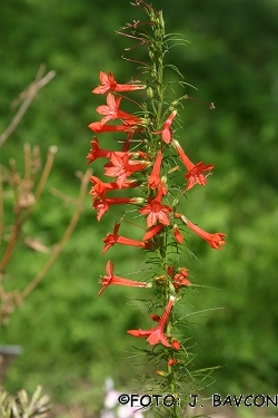 Gilia rubra