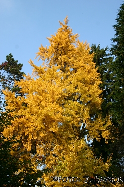 Ginkgo biloba