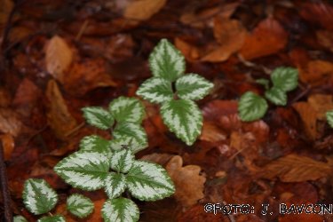 Glechoma hederacea