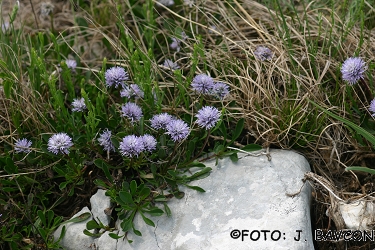 Globularia cordifolia