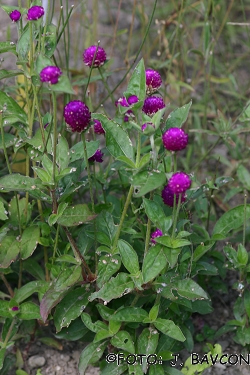 Gomphrena globosa