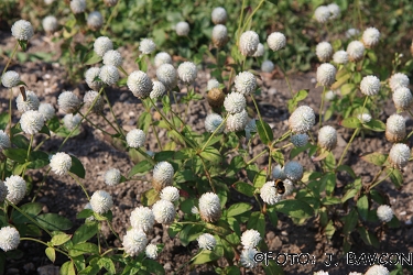 Gomphrena globosa \'Aurasetiaca\'