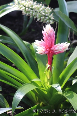 Guzmania \'\'Candy\'\'