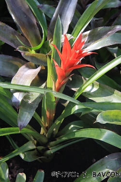 Guzmania lingulata