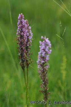 Gymnadenia conopsea