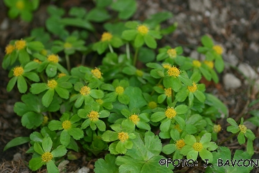 Hacquetia epipactis