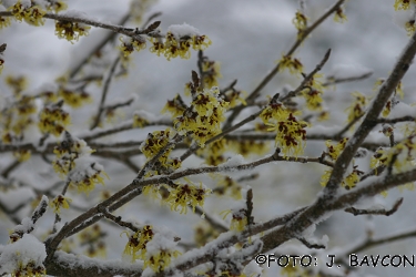 Hamamelis japonica