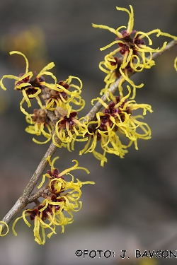 Hamamelis mollis