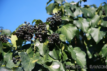 Hedera helix