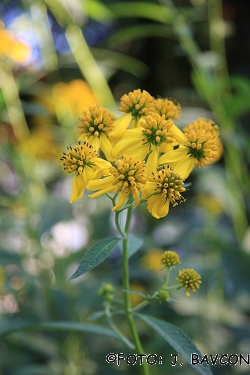 Helenium autumnale