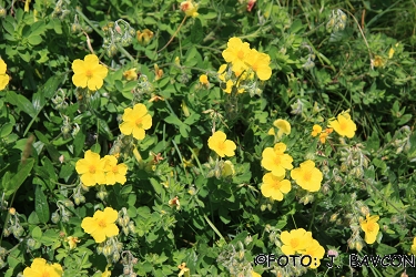 Helianthemum grandiflorum