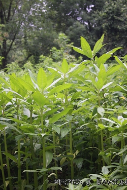 Helianthus tuberosus