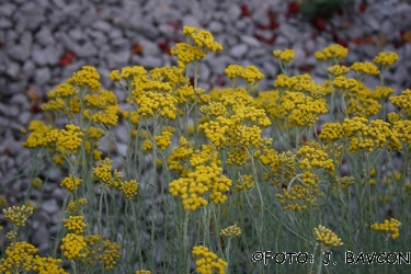 Helichrysum italicum