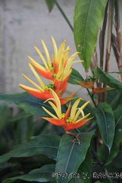 Heliconia aurantiaca