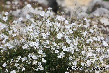 Heliosperma alpestre