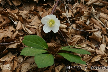 Helleborus niger