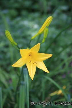 Hemerocallis lilioasphodelus