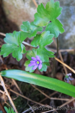 Hepatica transsilvanica