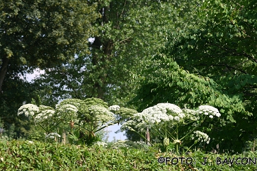 Heracleum mantegazzianum