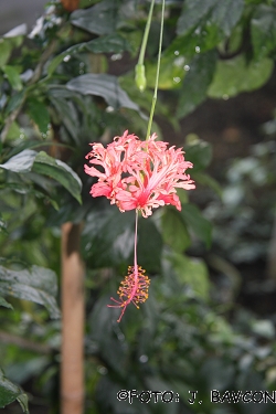 Hibiscus schizopetalus