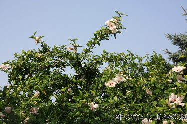 Hibiscus syriacus