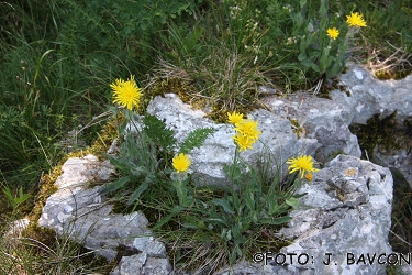 Hieracium lanatum