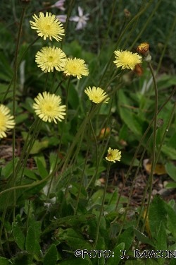 Hieracium pilosella