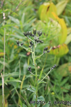 Hieracium prenanthoides