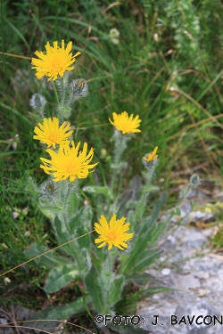 Hieracium villosum