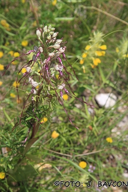 Himantoglossum adriaticum