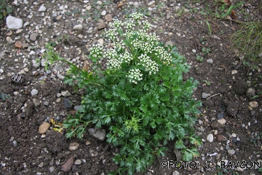 hladnikia pastinacifolia