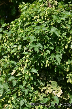 Humulus lupulus