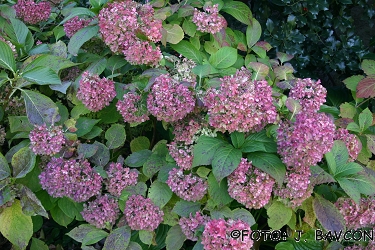 Hydrangea macrophylla