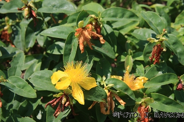 Hypericum calycinum