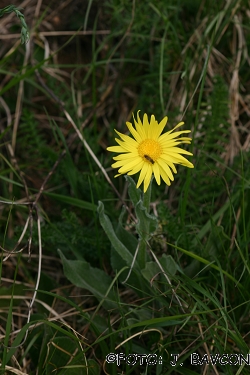 Hypochoeris maculata