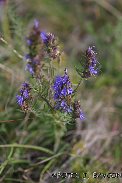 Hyssopus officinalis